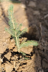 Planting seedlings in the ground. Planting of trees.
