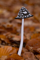an older magpie inkcap or magpie mushroom (Coprinopsis picacea) growing between autumn leaves in the forest