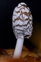 a fresh growing magpie inkcap or magpie mushroom (Coprinopsis picacea) between autumn leaves in the forest