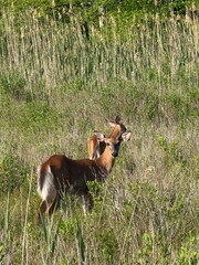 Deer in the marshland grass in Rhode Island