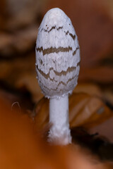 a fresh growing magpie inkcap or magpie mushroom (Coprinopsis picacea) between autumn leaves in the forest