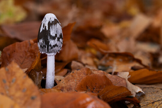 a fresh growing magpie inkcap or magpie mushroom (Coprinopsis picacea) between autumn leaves in the forest