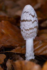 a fresh growing magpie inkcap or magpie mushroom (Coprinopsis picacea) between autumn leaves in the forest