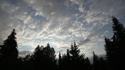 Dark Conifers in Silhouette Obscure the Foggy Peaks, Capturing the Quiet and Mysterious Atmosphere of the Mountain Range