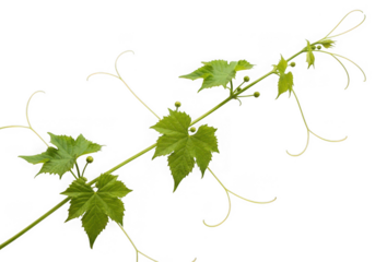 A green vine leaves tendrils isolated on transparent background