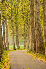 Autumn Footpath Lined by Tall Trees with Golden-Orange Foliage, Covered in Fallen Leaves on a Quiet Morning in the Netherlands