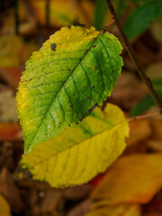 Das Münserland im Herbst