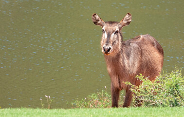 Portrait of a waterbuck cow.