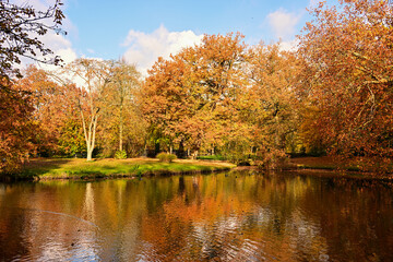 Vivid Autumn Colors of Maple and Oak Trees Reflected in a Tranquil Park Lake under a Sunny Morning Sky near Culemborg, Netherlands