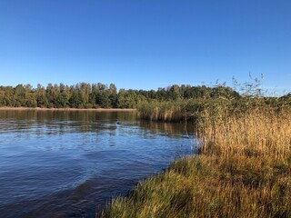 lake shore is overgrown with sedge, summer landscape