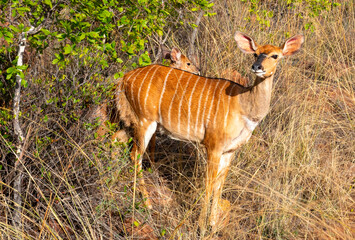 Nyala ewe with her lamb.. 