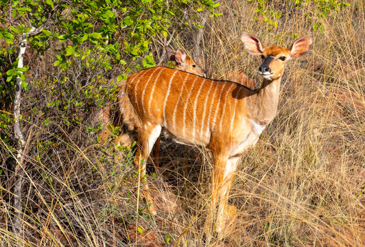 Nyala ewe with her lamb.. 