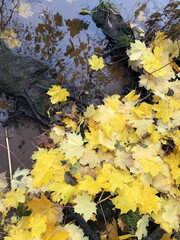 fallen yellow maple leaves on the river bank