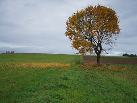 Solitary Autumn Tree in Open Field Under Cloudy Sky, Quiet Rural Landscape