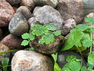 large drops of dew on green leaves among smooth stones