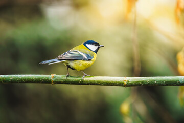 sikora bogatka (Parus maior) ptak wróblowaty z rodziny sikor (Paridae)
