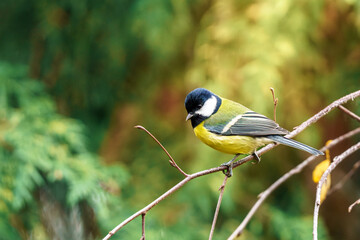 sikora bogatka (Parus maior) ptak wr&oacute;blowaty z rodziny sikor (Paridae)