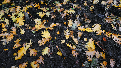 Herbstlaub - Gelbe Bl&auml;tter auf Mutterboden