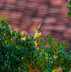 Great Kiskadee bird perching on a tree with spread wings, a roof in the background in Medellin, Colombia.