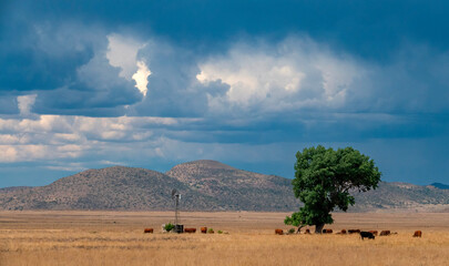Pastoral scene, from the N1 highway, Free State.