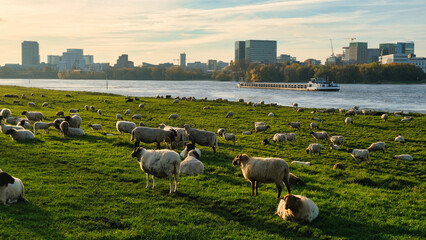 Morgenstimmung - Sonnenaufgang am Rheinufer in D&uuml;sseldorf