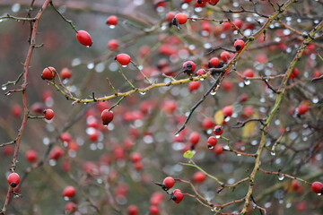 Rosehips in the Rain