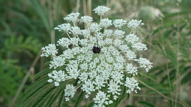 A large white flower with a small purple flower in the center. The flower is surrounded by many other flowers