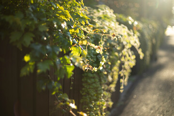 A hedge in the sunlight. Plants on the window ledge. Houseplants on the balcony.