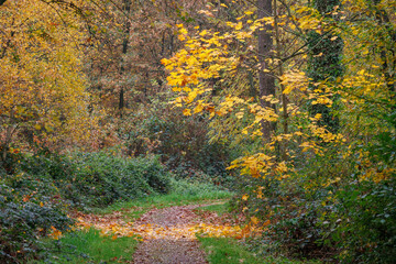 Fototapeta premium Herbstzeit im Münsterland in der Nähe von Velen