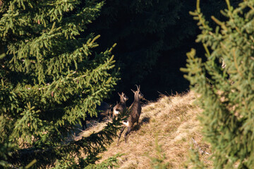 a chamois female and his fawn in winter fur on the mountains at a autumn day 