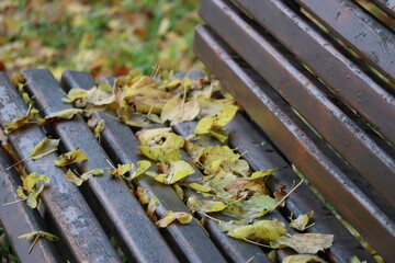 Leaves on a Park bench