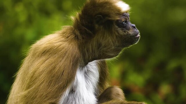Close up of a spider monkey resting on a tree and eating veggies on a sunny spring day