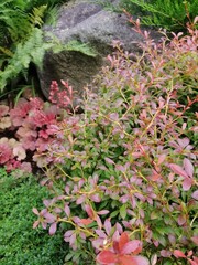 Berberis Thunbergii Orange Dream and Blooming Heuchera Cherry cola with salmon-colored flowers and red cherry, green and orange leaves near a large stone in the summer garden.Floral background