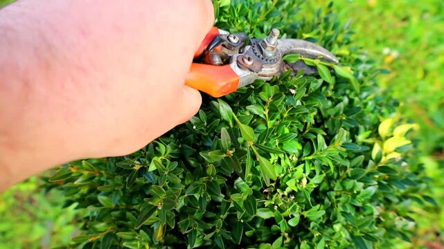 Careful trimming of a green boxwood shrub, forming a perfectly even, geometric shape. The process of creating beautiful landscape design and garden care. Summer day, greenery and a gardener's work.