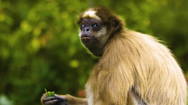 Close up of a spider monkey resting on a tree and eating veggies on a sunny spring day