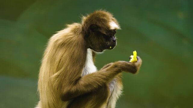 Close up of a spider monkey resting on a tree and eating veggies on a sunny spring day