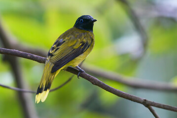 Fototapeta premium Yellow rumped flycatcher on a tree branch, close up of a fyellow rumped flycatcher