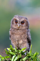 Close up photo of an eurasian scoop owl, The Eurasian scops owl (Otus scops), also known as the European scops owl