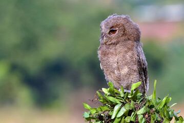 Close up photo of an eurasian scoop owl, The Eurasian scops owl (Otus scops), also known as the European scops owl
