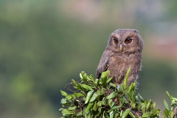 Close up photo of an eurasian scoop owl, The Eurasian scops owl (Otus scops), also known as the European scops owl