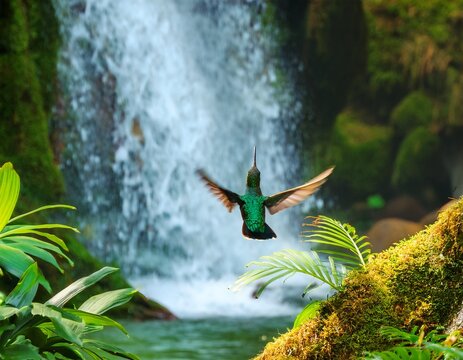 hummingbird flying in lush tropical forest near waterfall - Powered by Adobe