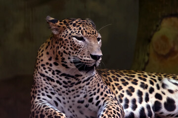 Javan leopard with dark background, The Javan leopard (Panthera pardus melas) is a leopard subspecies confined to the Indonesian island of Java 