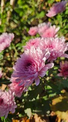 Pink chrysanthemum flowers