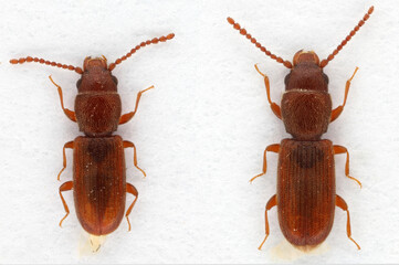 Detailed photo of a male (left) and female of Rusty grain beetle, Cryptolestes ferrugineus on a white background.
