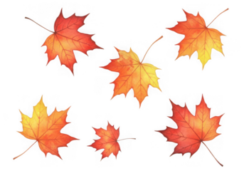 A collection of autumn maple leaves in various of red, orange, yellow, isolated on transparent background