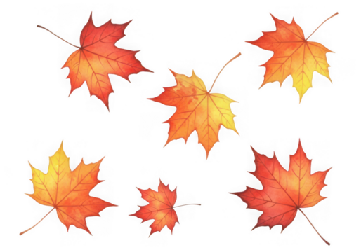 A collection of autumn maple leaves in various of red, orange, yellow, isolated on transparent background