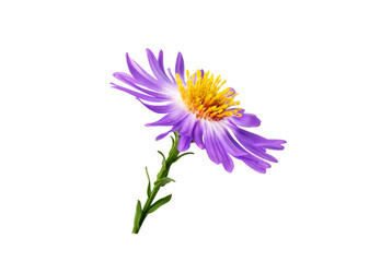 small lilac aster isolated on white background
