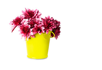 small red flowers in a bucket on a white background