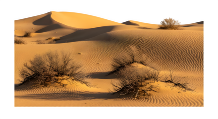 Sand dunes with desert vegetation under a clear sky isolated on transparent background