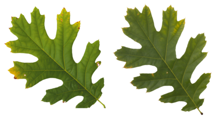 Two green oak leaves isolated on white background, detailed natural foliage botanical composition